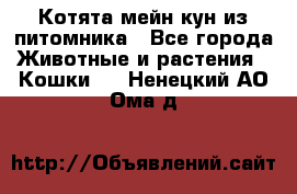 Котята мейн-кун из питомника - Все города Животные и растения » Кошки   . Ненецкий АО,Ома д.